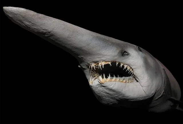 Thats a goblin shark v0 o1r9nucvfutd1
