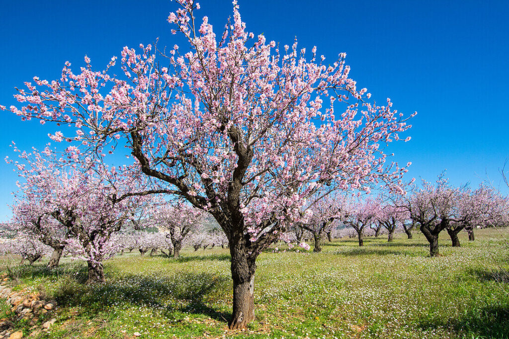 71450107 Almond blossom field in Val de Pop in January in Alicante province Spain