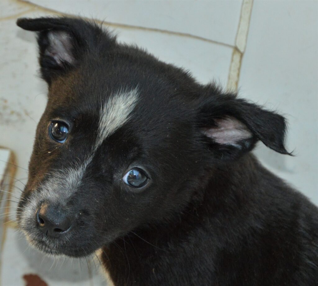 Nordes Head 191222 A scaled