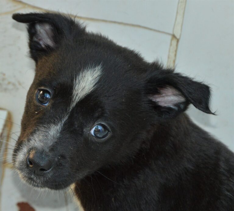 Nordes Head 191222 A scaled