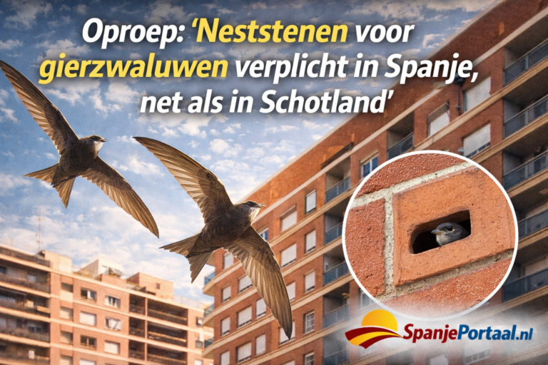 Spanje moet voorbeeld van Schotland volgen: neststenen voor gierzwaluwen in alle gebouwen