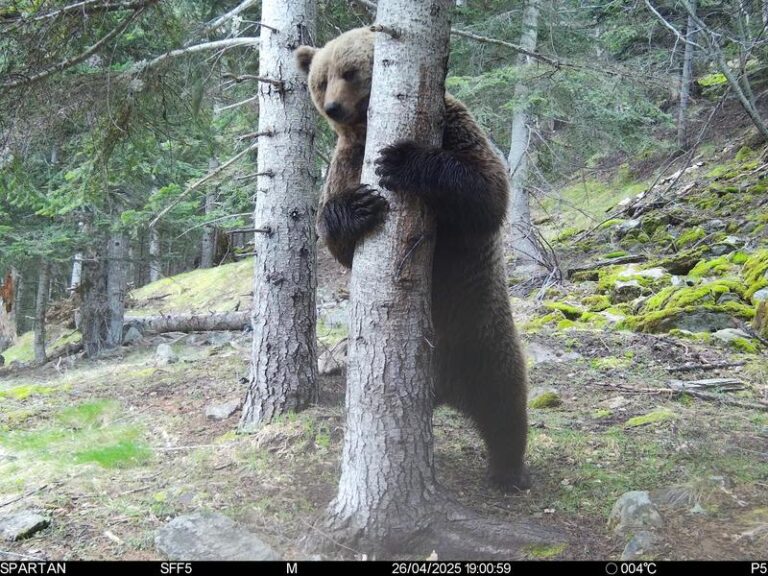 Bruine beren in Catalaanse Pyreneeën: populatie groeit, maar minder welpen
