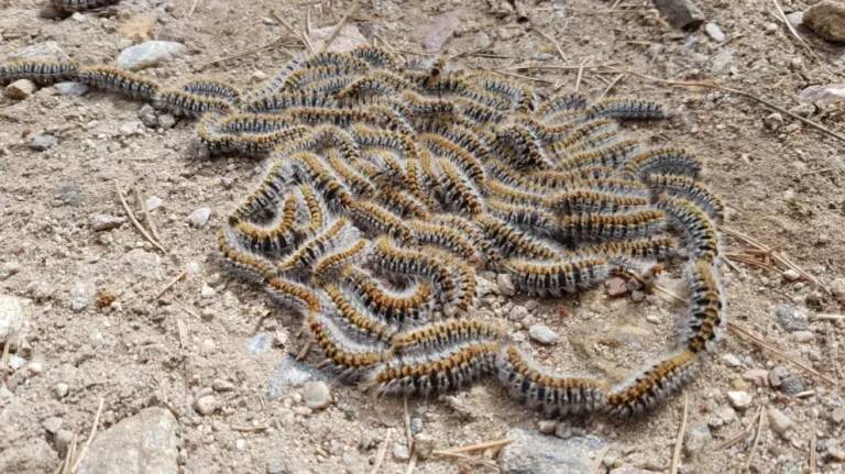 De eikenprocessierups keert terug in Spanje: dit zijn de gezondheidsrisico’s