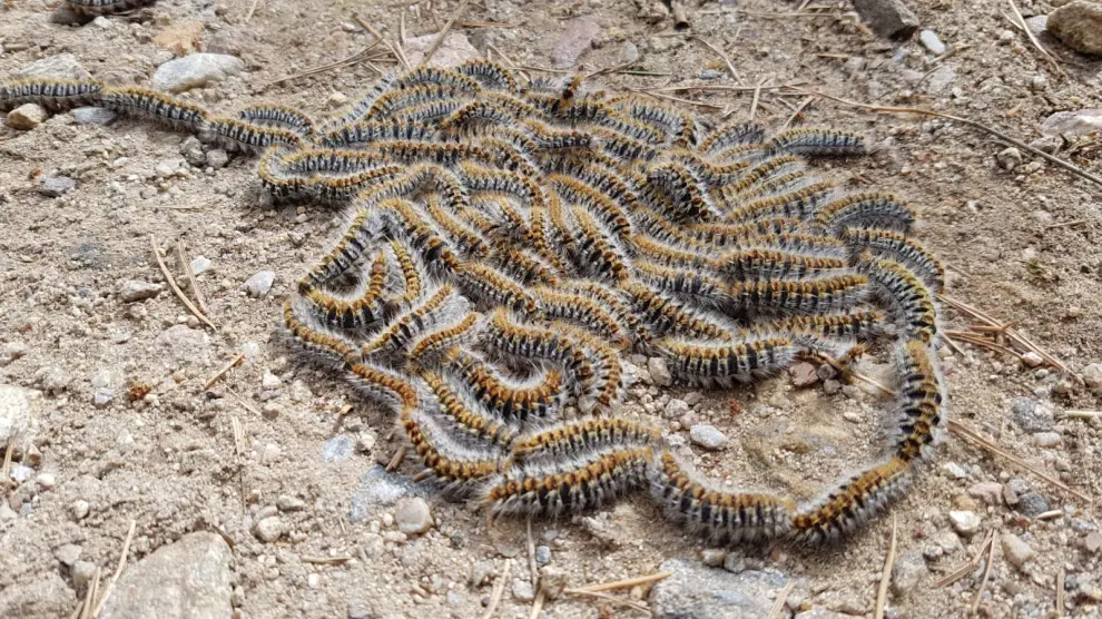 Oruga procesionaria del pino