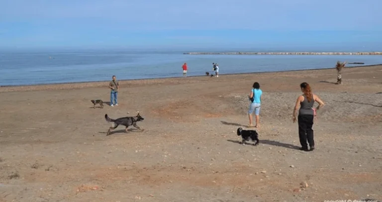 Playa para perros denia escollera norte
