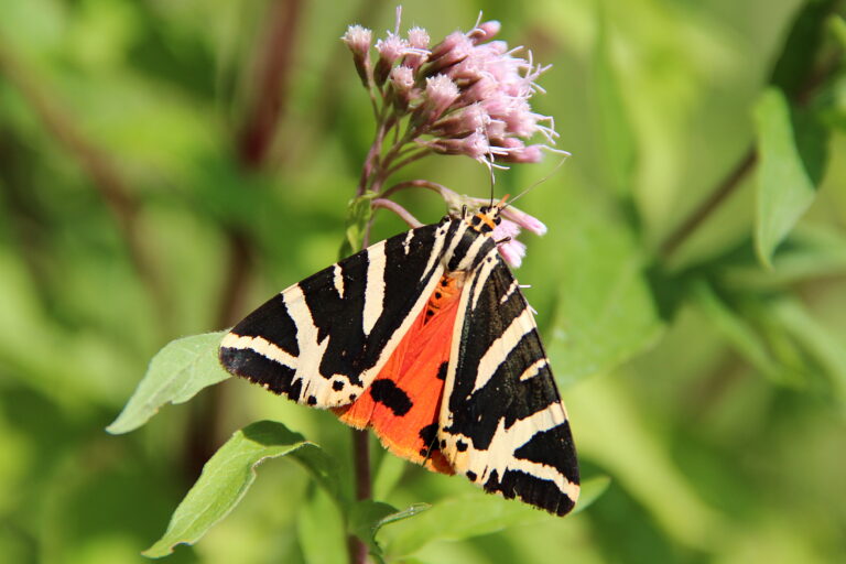 Écaille chinée ou Callimorphe Euplagia quadripunctaria Havré (Belgique)