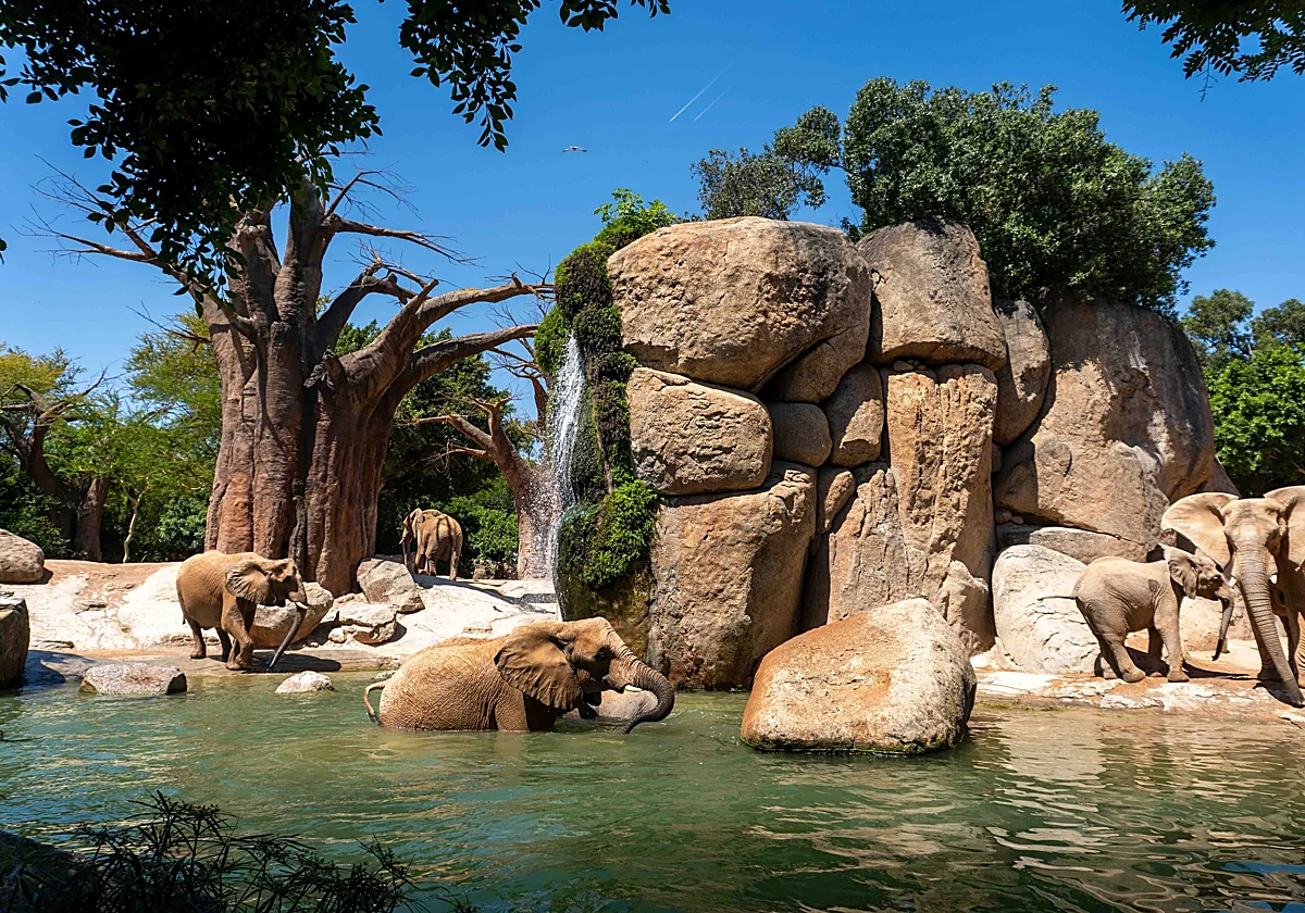 Dieren in BIOPARC Valencia krijgen ijsjes en kunstmatige regen tegen extreme hitte
