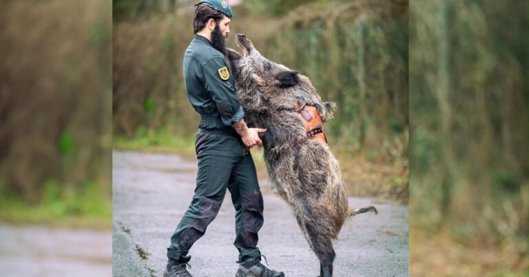 Guardia Civil presenteert opvallend nieuw ‘korpslid’ wild zwijn Iratxo steelt de show
