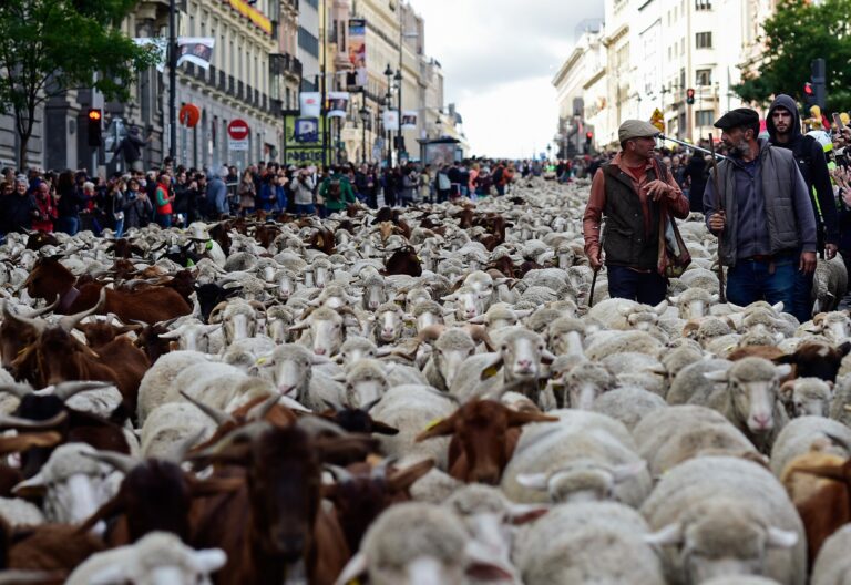 Schapen en geiten nemen op 25 oktober het centrum van Madrid over tijdens eeuwenoude traditie