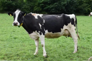 Spanje alert op Shamonda virus na eerste menselijke besmetting en overlijden in Frankrijk